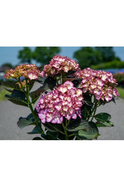 Цветущий куст Hydrangea macrophylla Adula